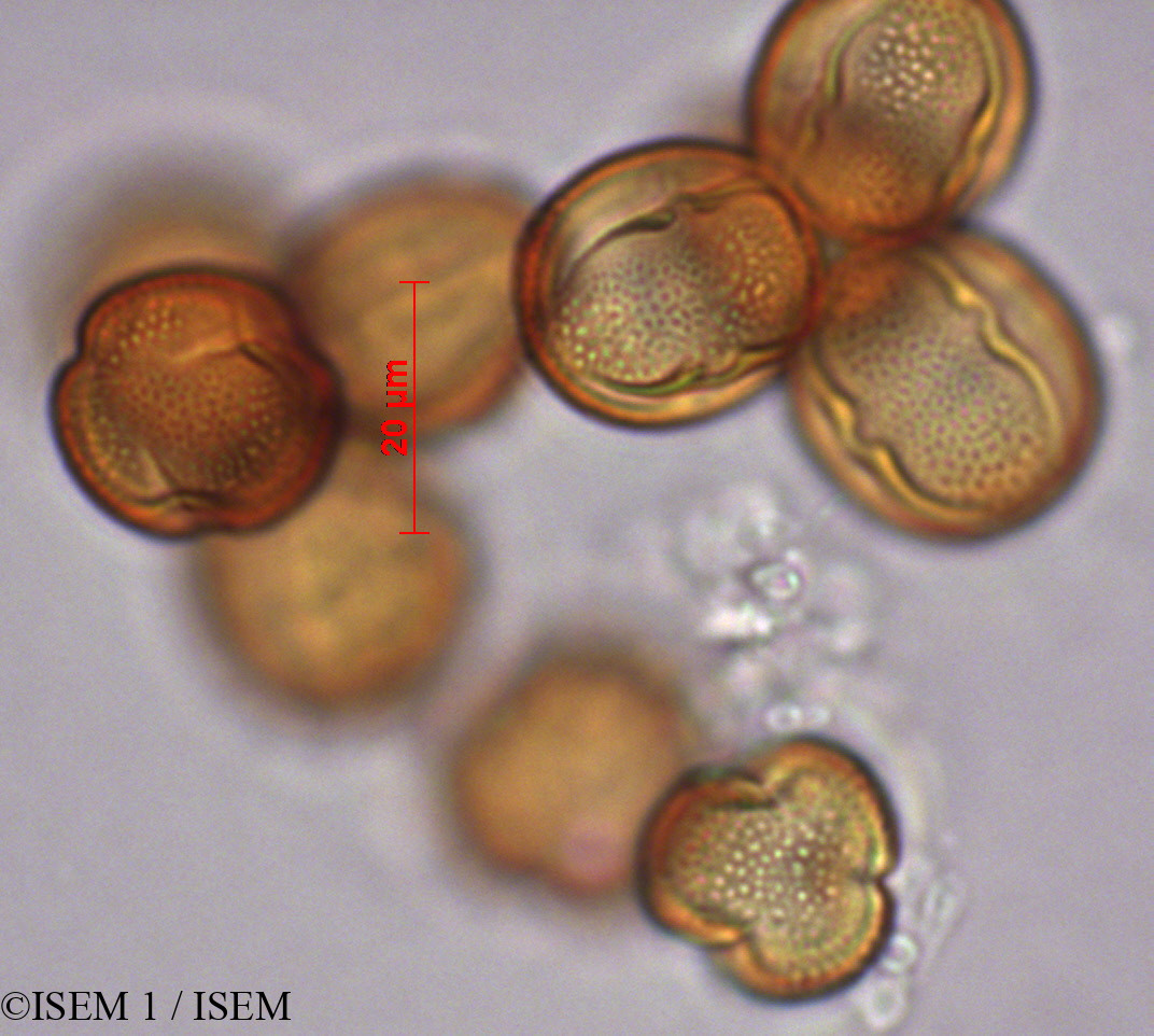 ISEM 1/Lysimachia_vulgaris_29272/Lysimachia_vulgaris_29272_0002(copy).jpg